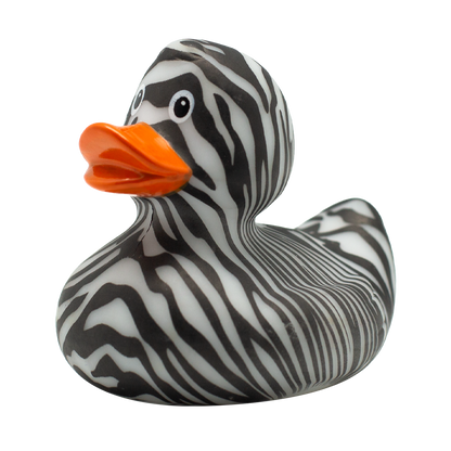 Zebra Duck